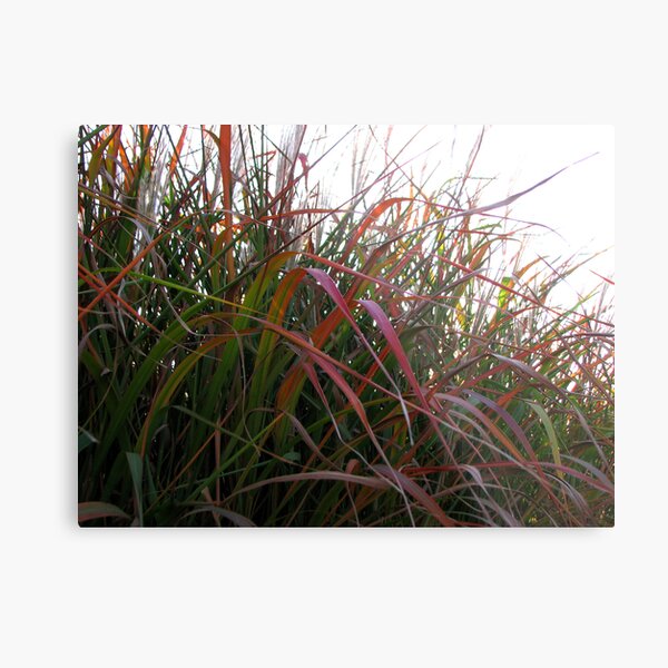 Tall Grass in Fall Metal Print