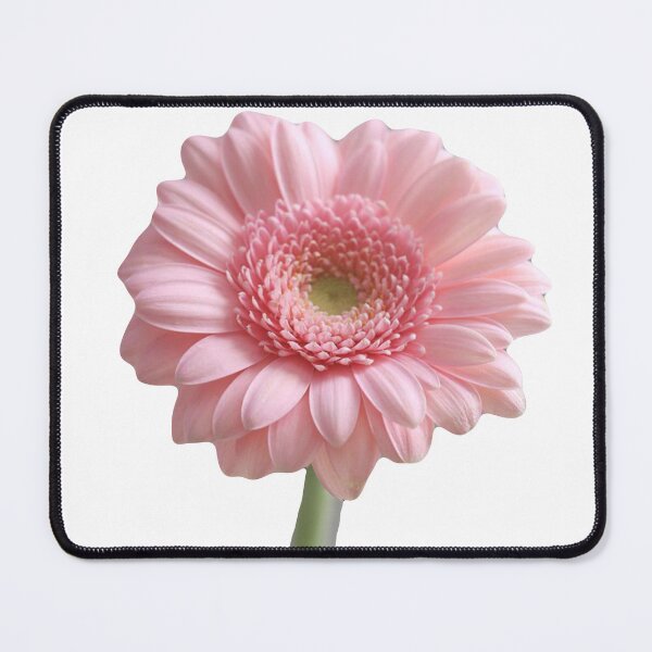 Item preview, Fresh, single gerbera designed and sold by Susan Gallup.