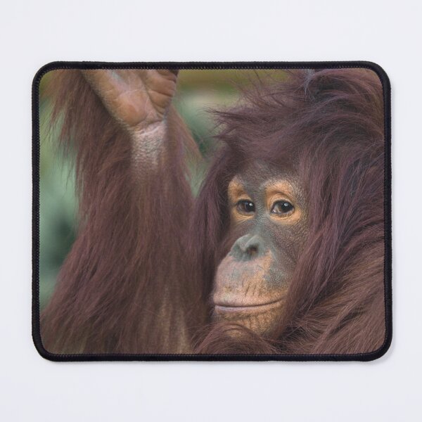 Item preview, Orangutan Kayan designed and sold by rawshutterbug.