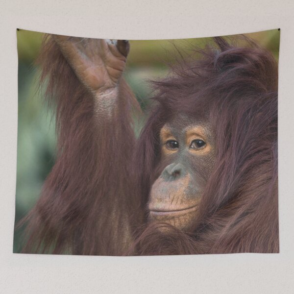 Item preview, Orangutan Kayan designed and sold by rawshutterbug.