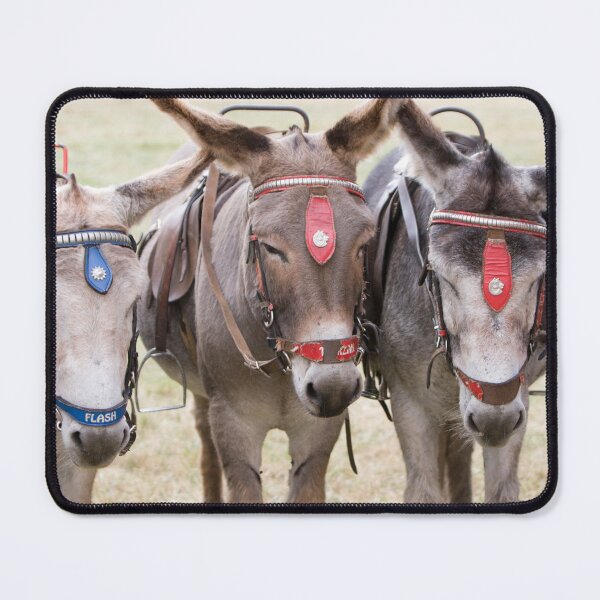 Item preview, Three Donkeys Lined Up Together designed and sold by Paul Thompson Photography.
