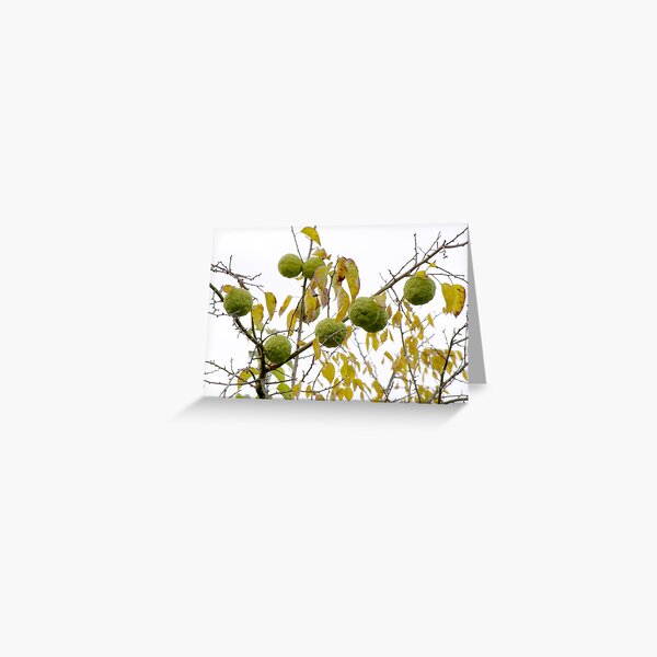 Osage Oranges Greeting Card