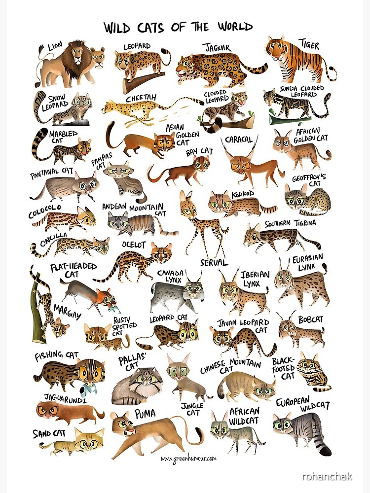 Wild Cats Of The World Art Board Print By Rohanchak Redbubble