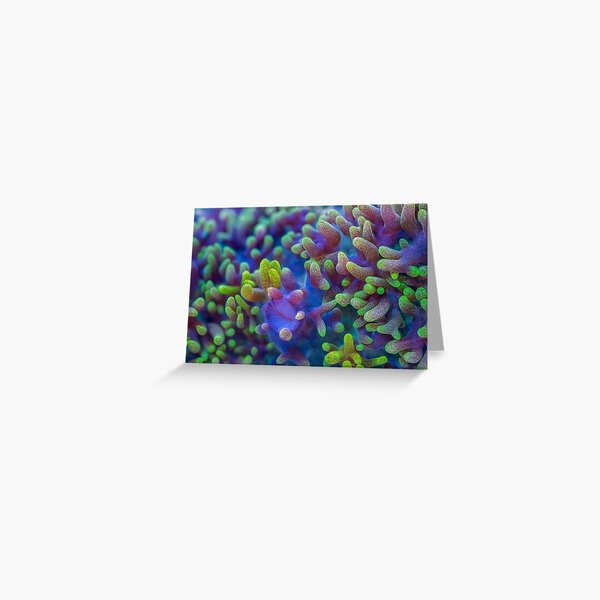 Corallimorph Greeting Card