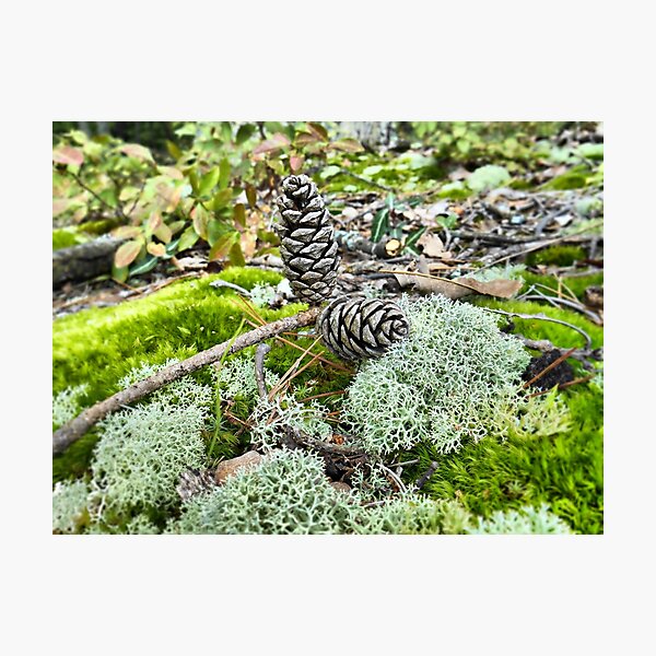 Item preview, Small Autumn Treasures designed and sold by James Brotherton.