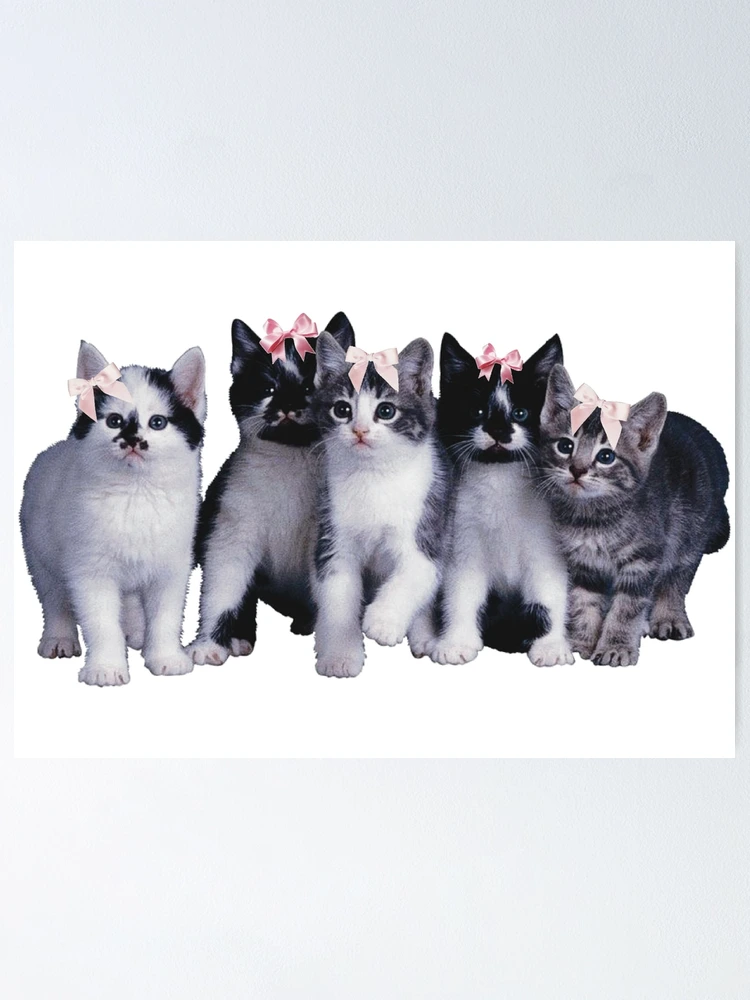 ♡ y2k kittie ♡  Cat aesthetic, Baby animals pictures, Cute animal photos