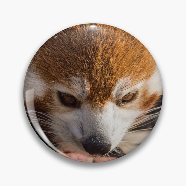 Item preview, Red Panda Enjoying its Morning Snack designed and sold by LFPPhotography.