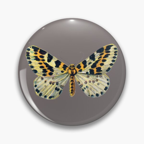 Item preview, Copy of Magpie Moth Abraxas Grossulariata Vintage Moths and Huge Butterflies designed and sold by kattakitty.