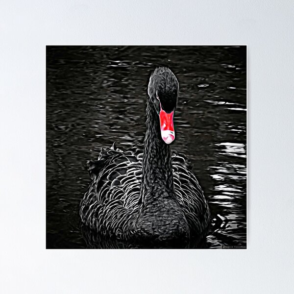 Item preview, Black swan with red beak closeup rippled lake water high detailed painting artwork designed and sold by UnlockingDesign.