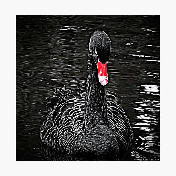 Item preview, Cisne negro con pico rojo primer plano ondulado lago agua alta pintura detallada ilustraciones designed and sold by UnlockingDesign.