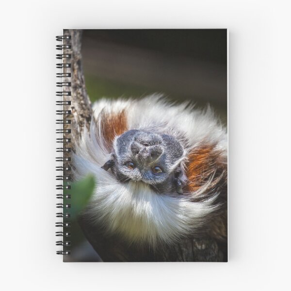 Item preview, Cotton Top Tamarin designed and sold by evenflow.