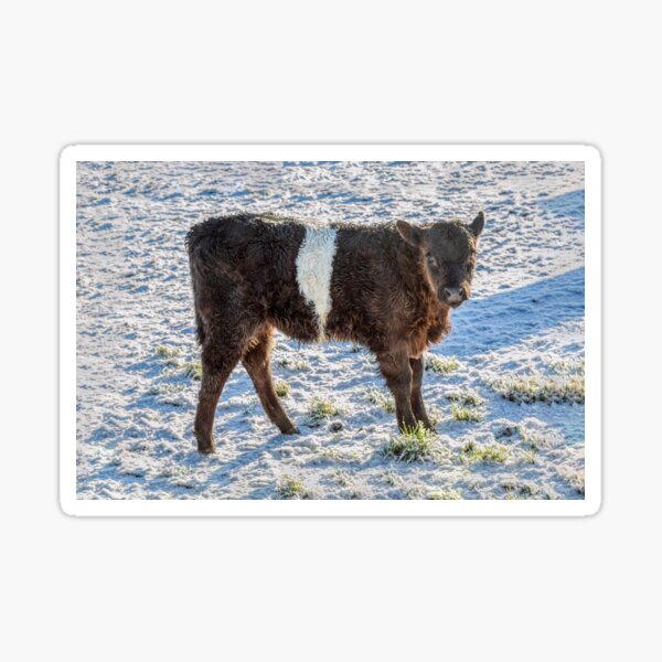 Item preview, Belted Galloway Calf in Snow designed and sold by derekbeattie.