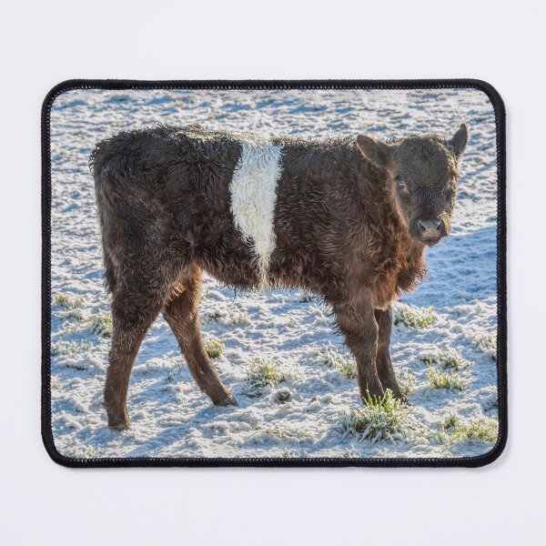 Item preview, Belted Galloway Calf in Snow designed and sold by derekbeattie.