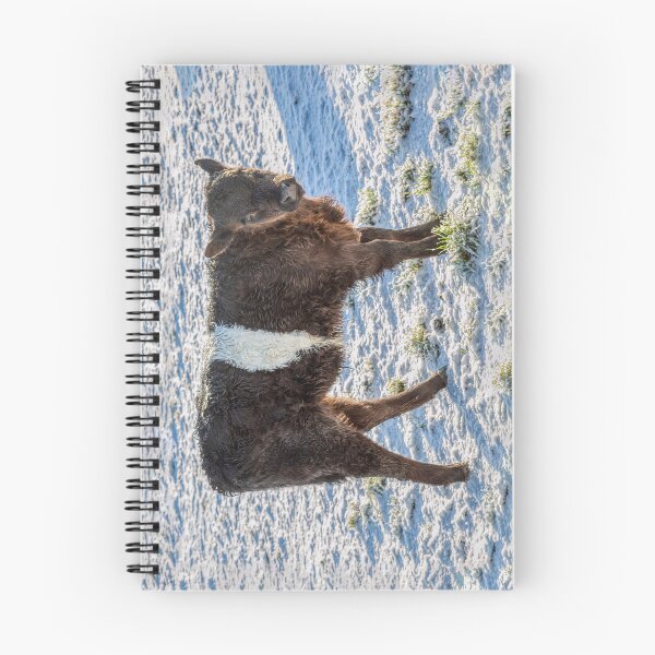 Item preview, Belted Galloway Calf in Snow designed and sold by derekbeattie.