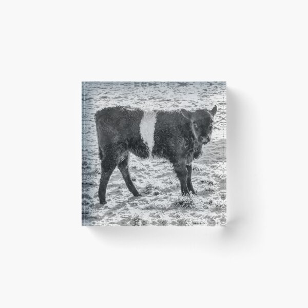 Item preview, Belted Galloway Calf in Snow designed and sold by derekbeattie.