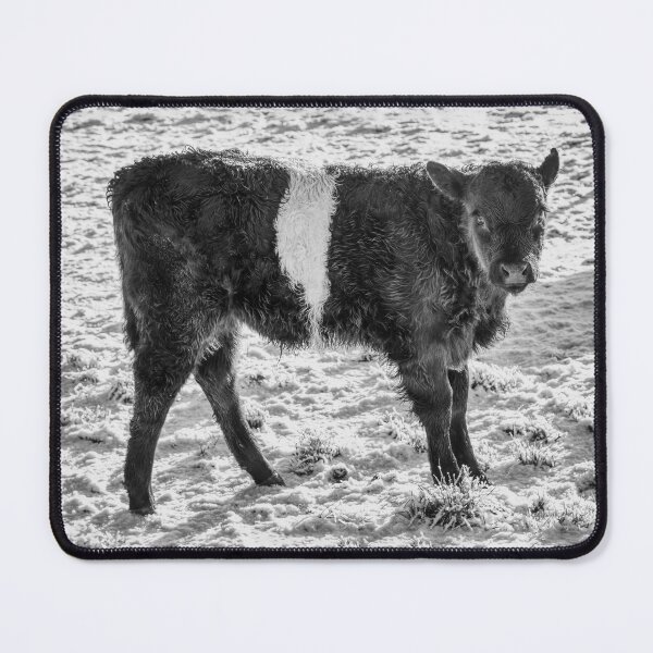 Item preview, Belted Galloway Calf in Snow designed and sold by derekbeattie.