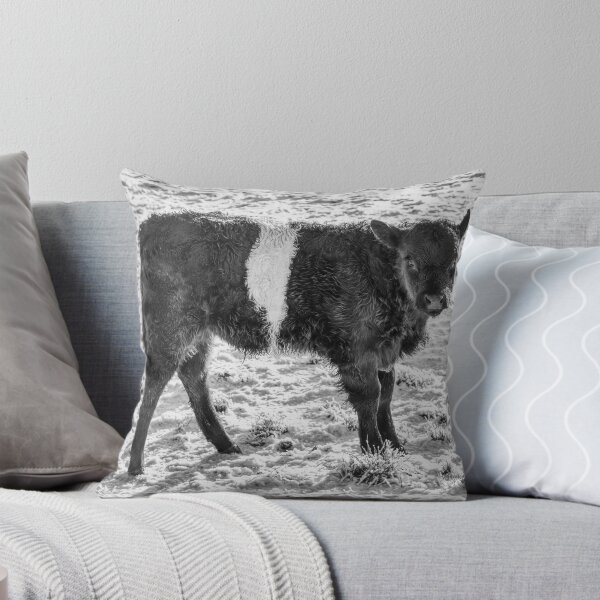 Item preview, Belted Galloway Calf in Snow designed and sold by derekbeattie.