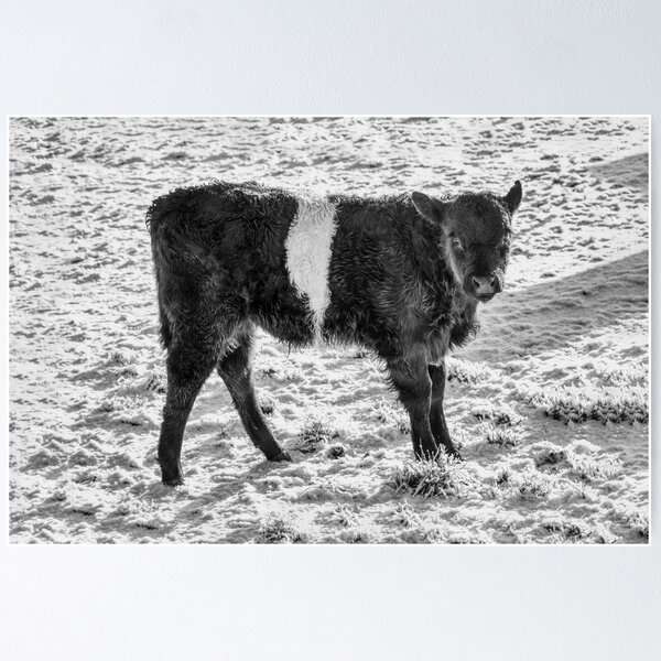 Item preview, Belted Galloway Calf in Snow designed and sold by derekbeattie.