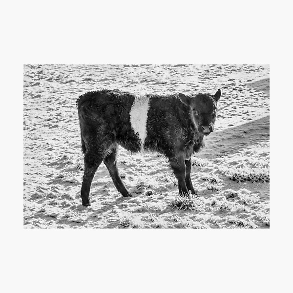 Item preview, Belted Galloway Calf in Snow designed and sold by derekbeattie.