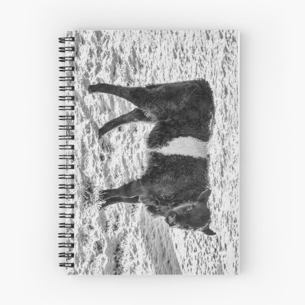 Item preview, Belted Galloway Calf in Snow designed and sold by derekbeattie.