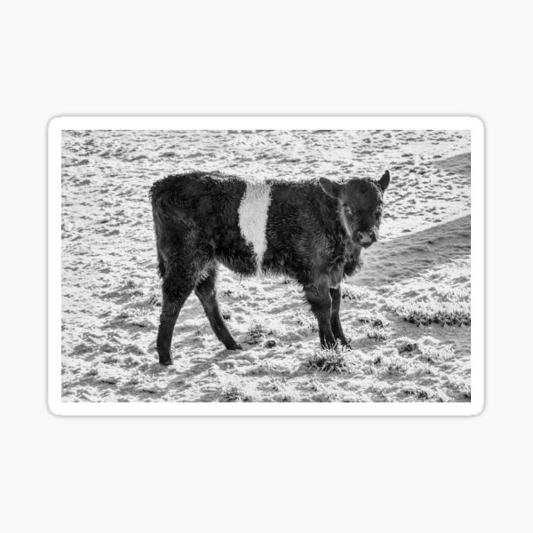 Item preview, Belted Galloway Calf in Snow designed and sold by derekbeattie.
