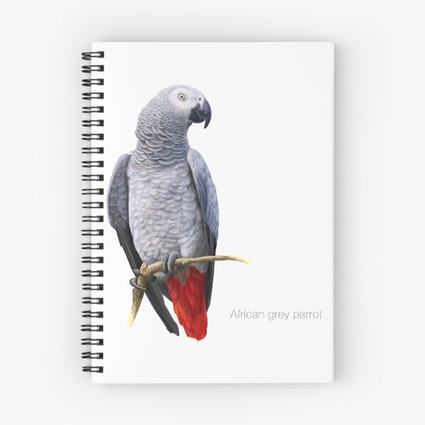 Item preview, African Grey Parrot Detailed Bird Painting designed and sold by BlueRockDesigns.