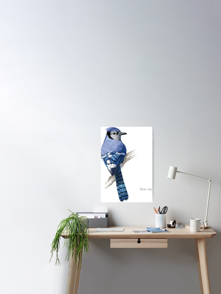 Blue Jay Bird Illustration Poster By Bluerockdesigns Redbubble