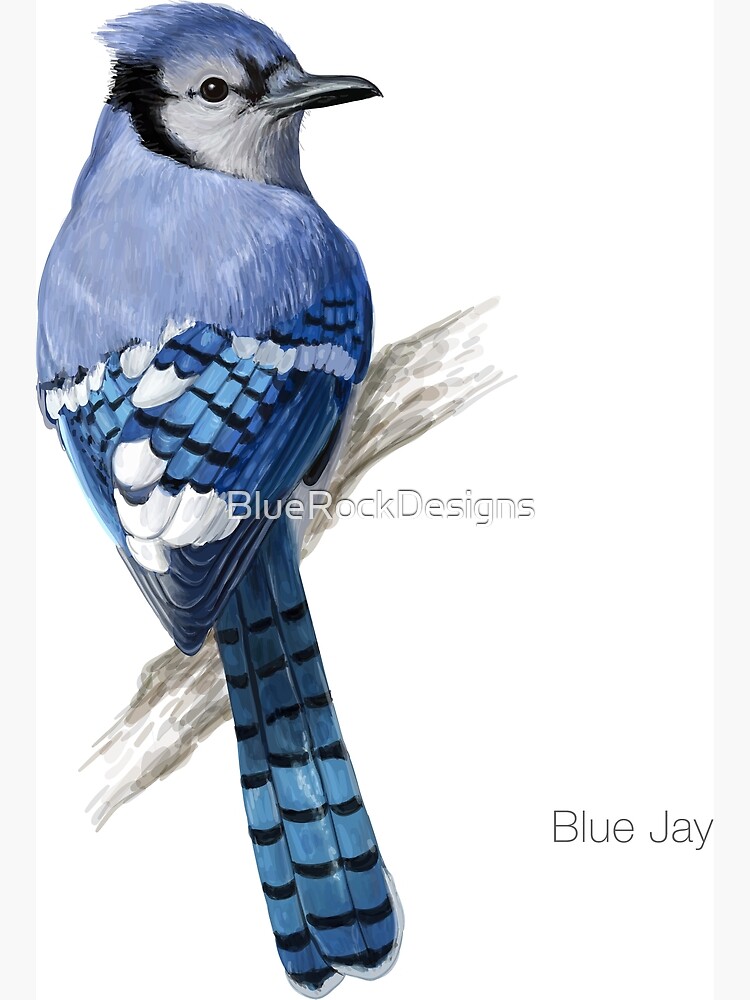  Blue Jay Bird T-Shirt : Clothing, Shoes & Jewelry