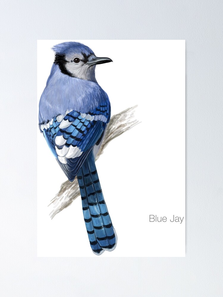 Bird Clipart-blue jay bird on branch clipart