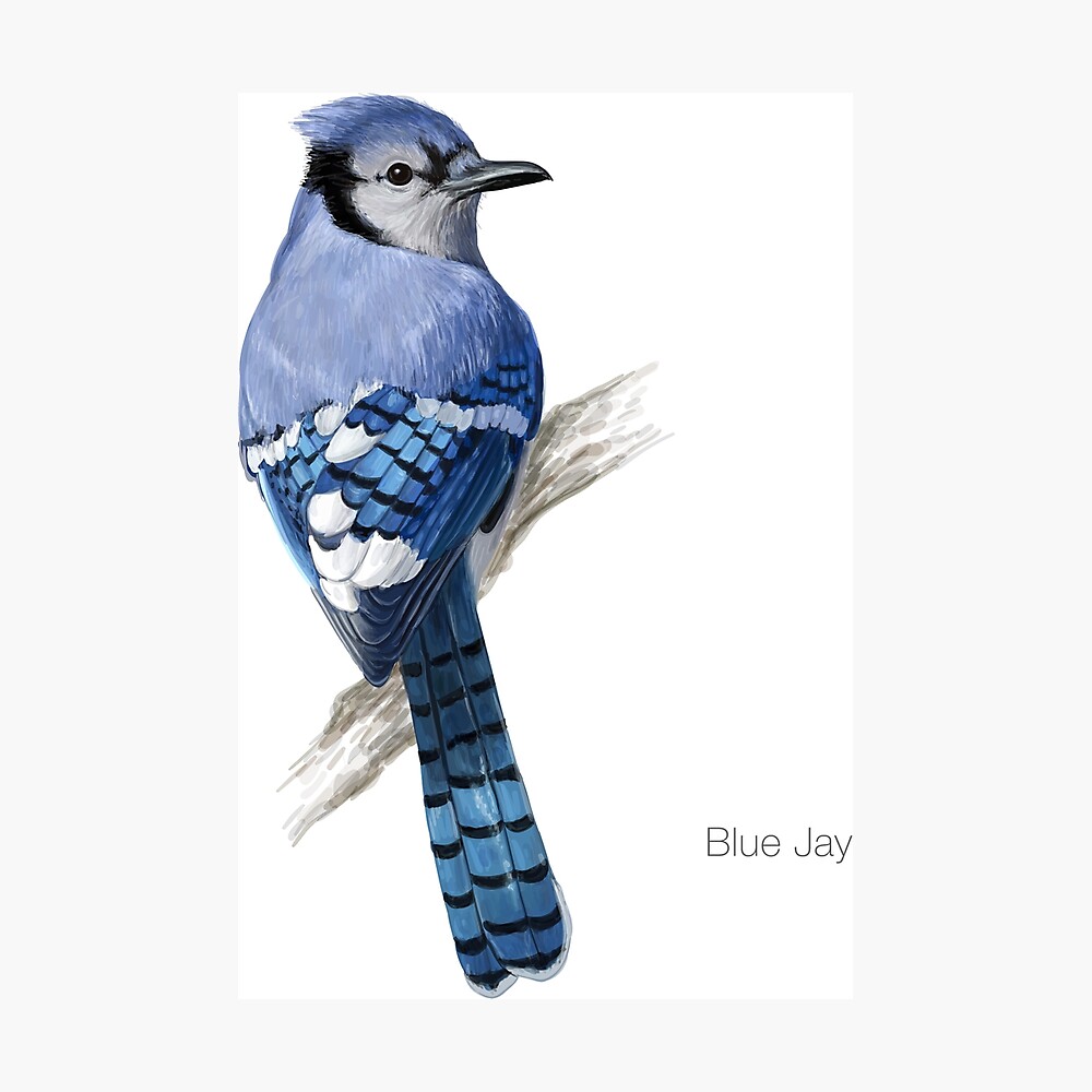 blue jay bird Namu - Illustrations ART street