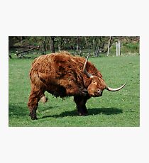 wooly Photographic Print