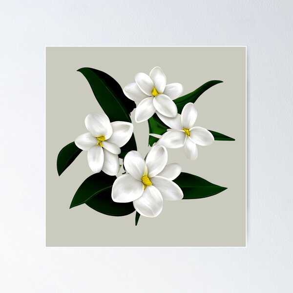 Jasmine Flower PNG Images With Transparent Background | Free Download On  Lovepik