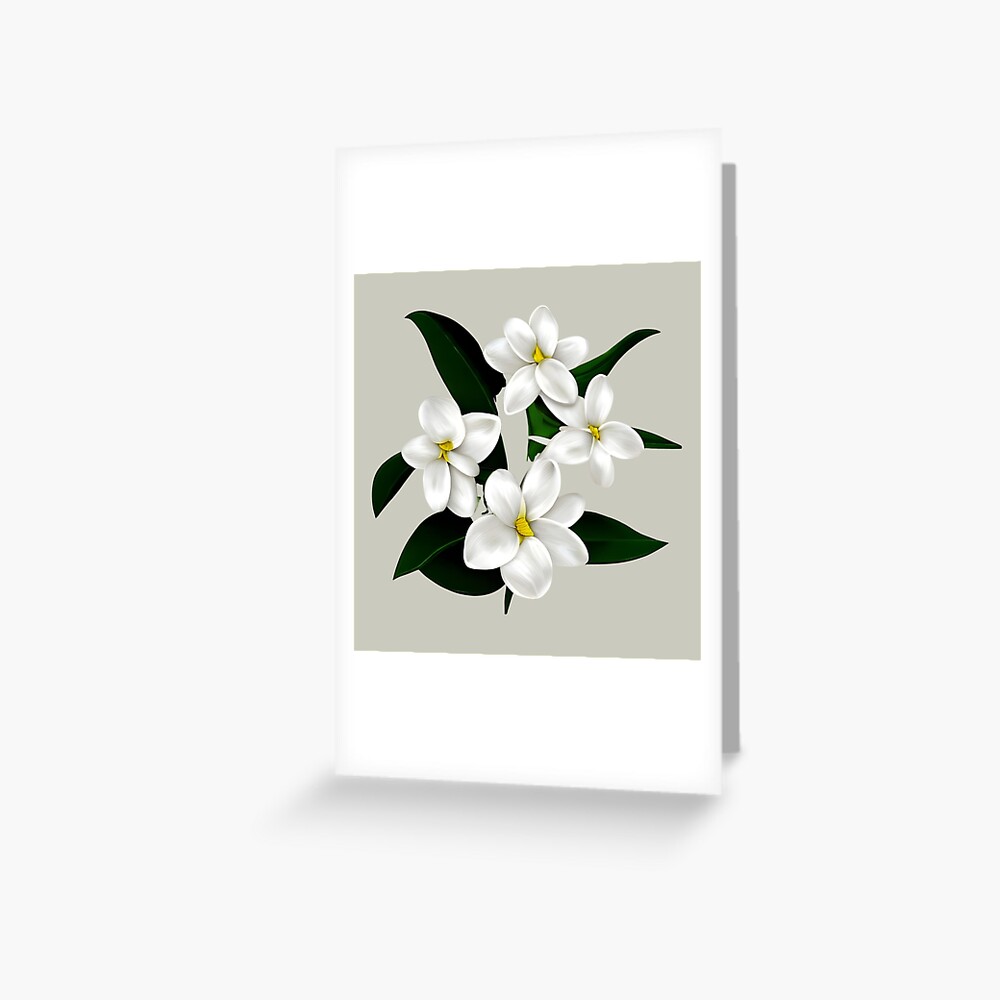 Hand drawn jasmine flower with line art Royalty Free Vector