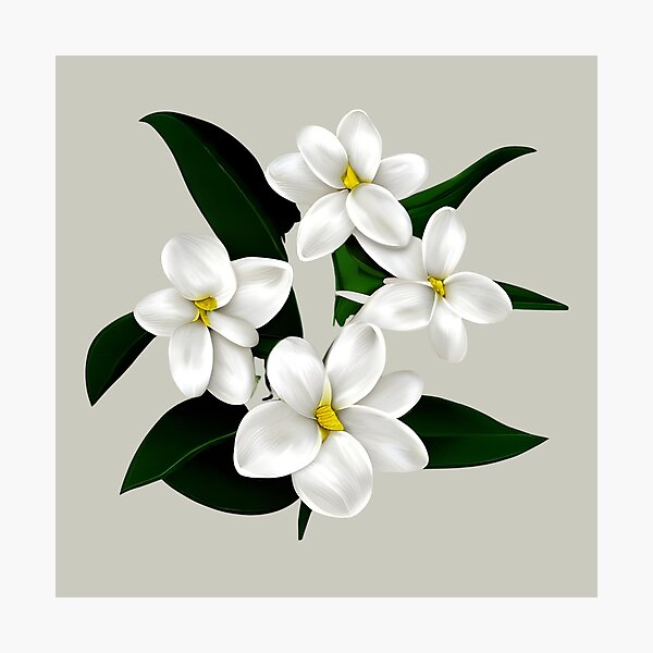 Beautiful Jasmine Flowers White – Wallmonkeys