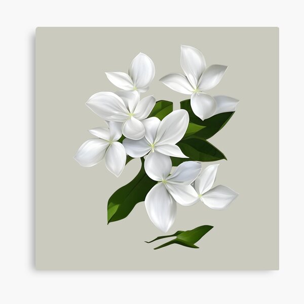 White Trillium Botanical Illustration Print – KatieSayersArt