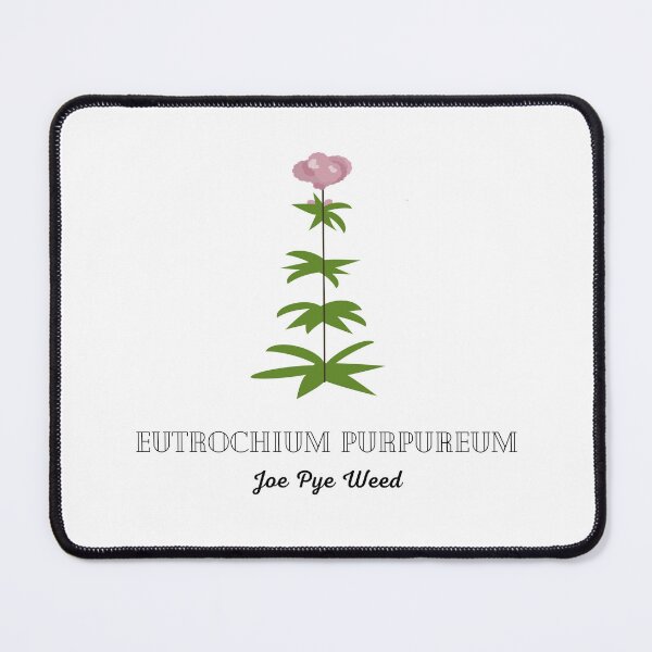 Item preview, Joe Pye Weed - Ontario Native Plants designed and sold by ebcameron.