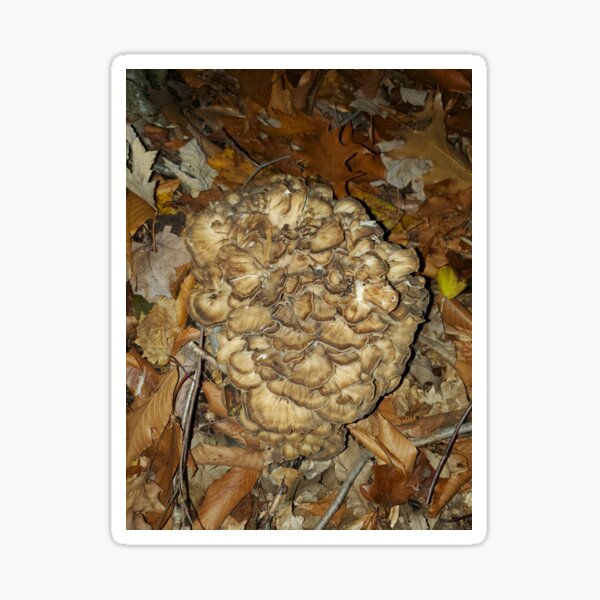 Mountain Maitake Sticker