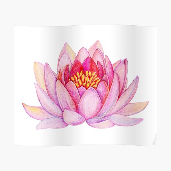 Pink lotus flower Poster