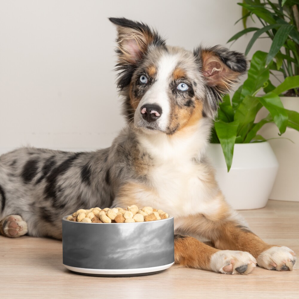Item preview, Pet Bowl designed and sold by rshankar8080.