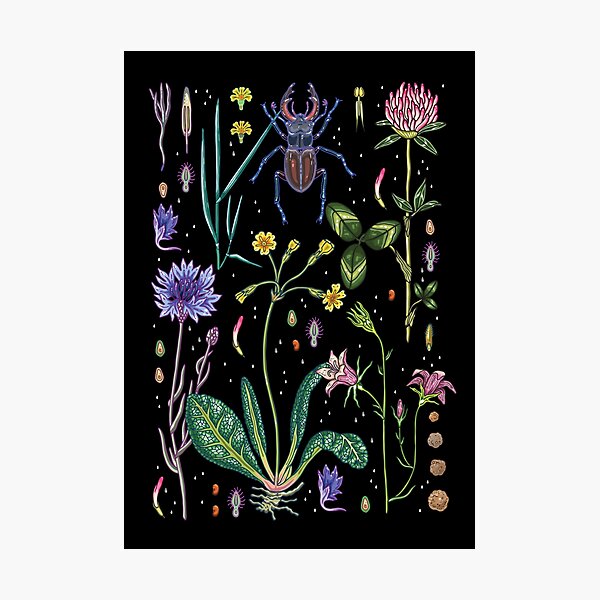 Midsummer Night's Dream Photographic Print