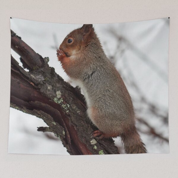 Item preview, Oh my Lord. Red squirrel designed and sold by Jouko Lehto Photography.