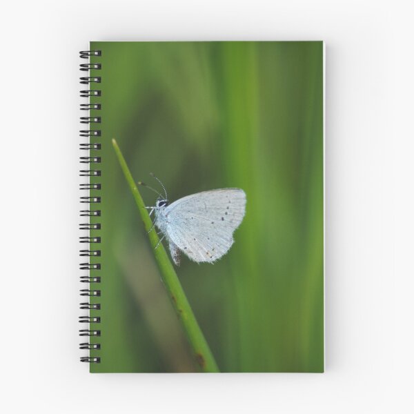 Item preview, Celastrina argiolus designed and sold by iago rodriguez dopico.
