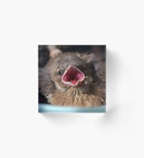 Cute baby chaffinch Acrylic Block
