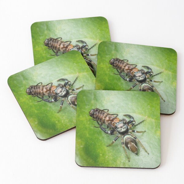 Item preview, A metallic blue jumper (Thiania bhamoensis) with a prey designed and sold by AvonPerception.