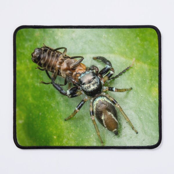 Item preview, A metallic blue jumper (Thiania bhamoensis) with a prey designed and sold by AvonPerception.