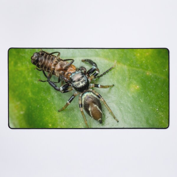 Item preview, A metallic blue jumper (Thiania bhamoensis) with a prey designed and sold by AvonPerception.