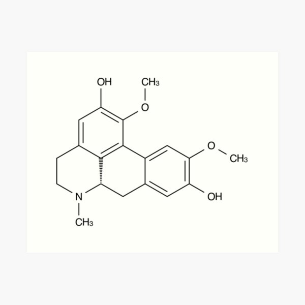 Aperçu de l'œuvre Boldine Structure molé créée et vendue par Girih.