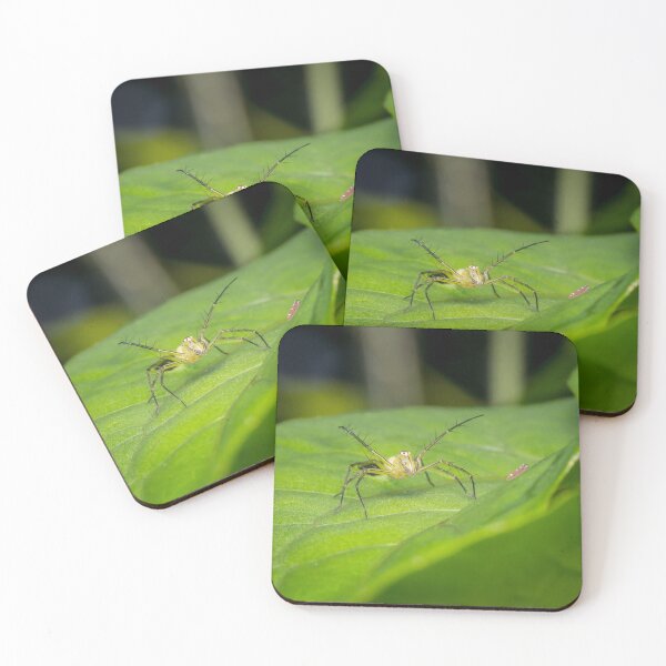 Item preview, Striped lynx spider saying "come at me, bro!" designed and sold by AvonPerception.