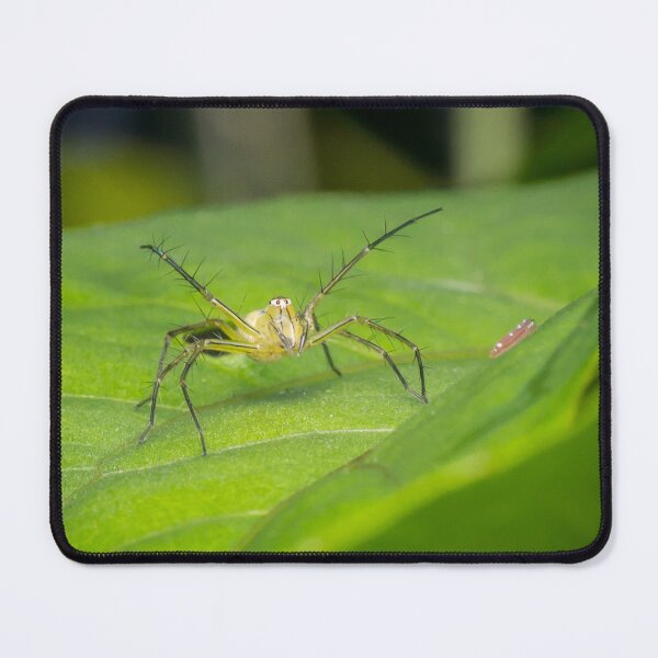 Item preview, Striped lynx spider saying "come at me, bro!" designed and sold by AvonPerception.