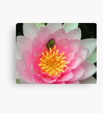 Froglet in a Blossom Canvas Print